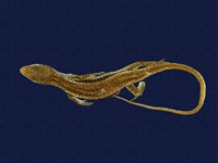 藏品(印度蜓蜥)的圖片